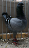 Tiere_12