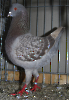 Tiere_24