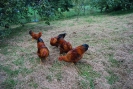Baum_11