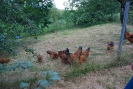 Baum_12