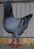 Baum_30