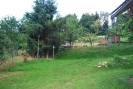 Baum_3