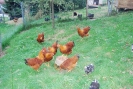 Baum_5