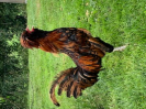 CB_10