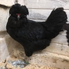 GH_11
