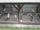 Götz_10