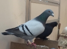GSt_12