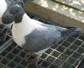 Kaiser_23