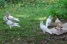 Kulz_8
