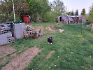 Rehm_6
