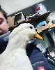 SchFlo_4