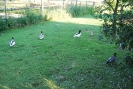 Schr_7