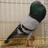 Sich_35