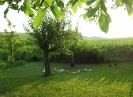 Sich_43