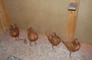 SöllEr_16