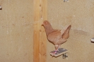 SöllEr_19